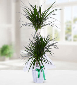 3 Köklü Dracena Marginata