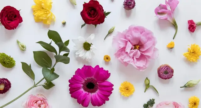 Tatvan Evlerini Güzelleştiren En Popüler 5 Salon Bitkisi ve Bakım Rehberi