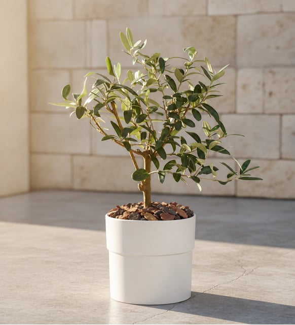 Beyaz Polimer Saksıda Zeytin Ağacı