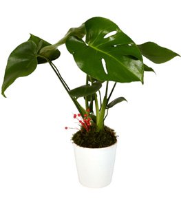 Beyaz Saksıda Monstera Deve Tabanı