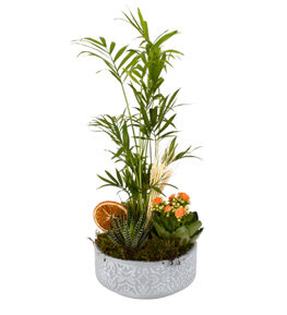Botanik Bahçesi Haworthia Şamadora ve Kalanşolar