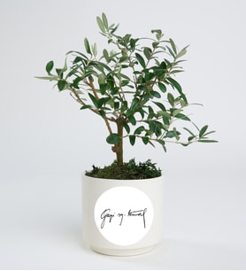 Gazi M. Kemal Baskılı Vazoda Zeytin Ağacı Bonsai
