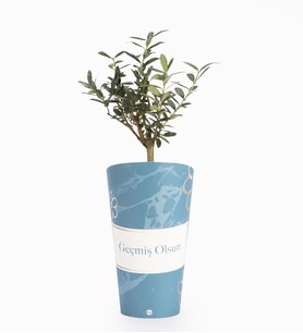Geçmiş Olsun Karton Saksıda Zeytin Ağacı Bonsai