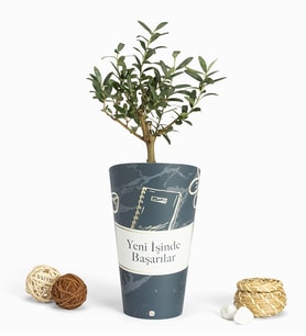 İşinde Başarılar Karton Saksıda Zeytin Ağacı Bonsai