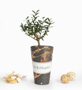 İyi Ki Doğdun Karton Saksıda Zeytin Ağacı Bonsai
