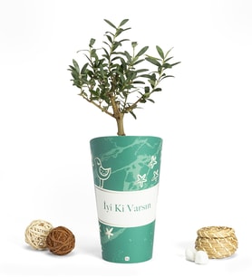 İyi Ki Varsın Karton Saksıda Zeytin Ağacı Bonsai