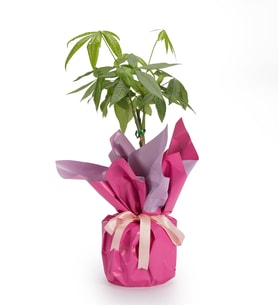 Lila Pembe Buketli Polimer Saksıda Pachira