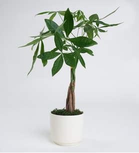 Para Ağacı Pachira 12 cm