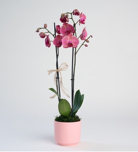 Pembe Beton Saksıda Ateş Kırmızı Çiftli Orkide