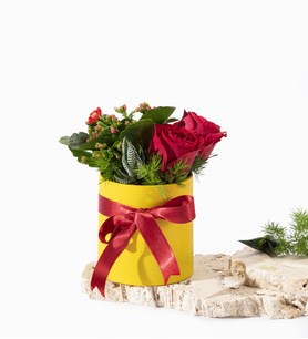Sarı Beton Saksıda Kırmızı Gül ve Kalanchoe