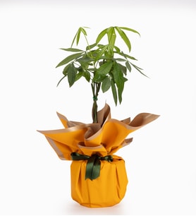 Sarı Buket Kağıtlı Polimer Saksıda Pachira