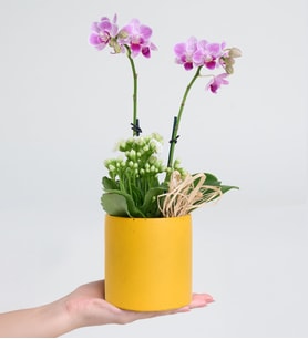 Sarı Saksıda Mini Mor Orkide ve Beyaz Kalanchoe