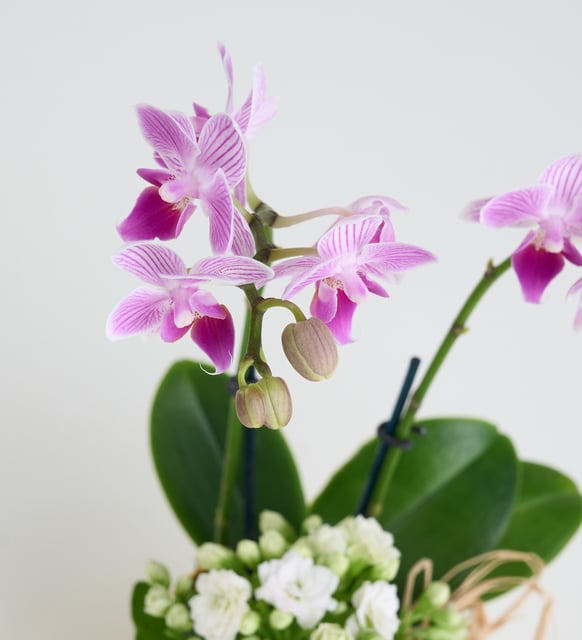 Sarı Saksıda Mini Mor Orkide ve Beyaz Kalanchoe