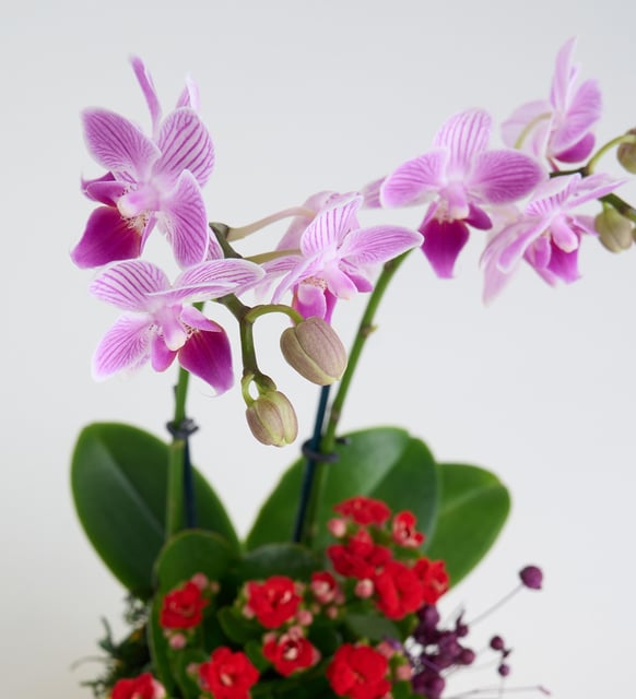 Sarı Saksıda Mini Mor Orkide ve Kırmızı Kalanchoe