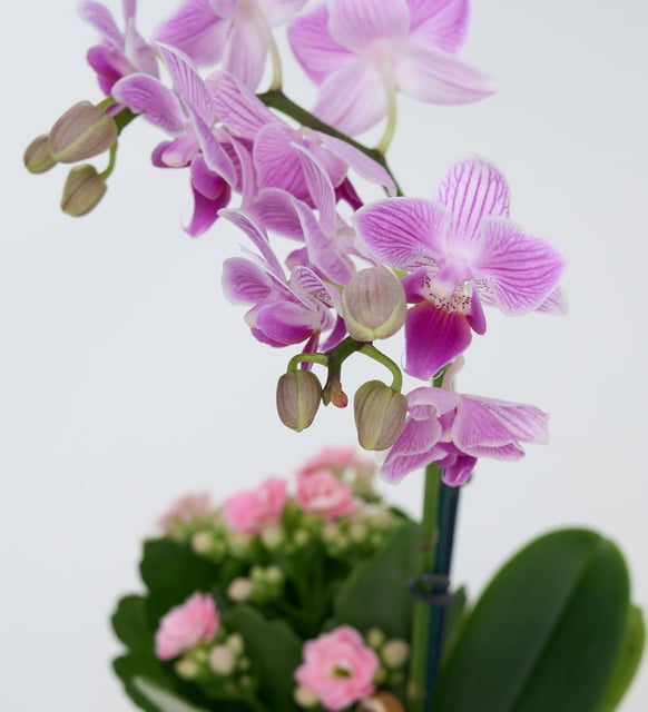 Sarı Saksıda Mini Mor Orkide ve Pembe Kalanchoe