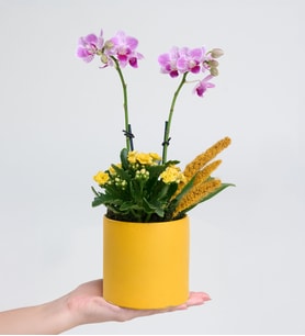 Sarı Saksıda Mini Mor Orkide ve Sarı Kalanchoe