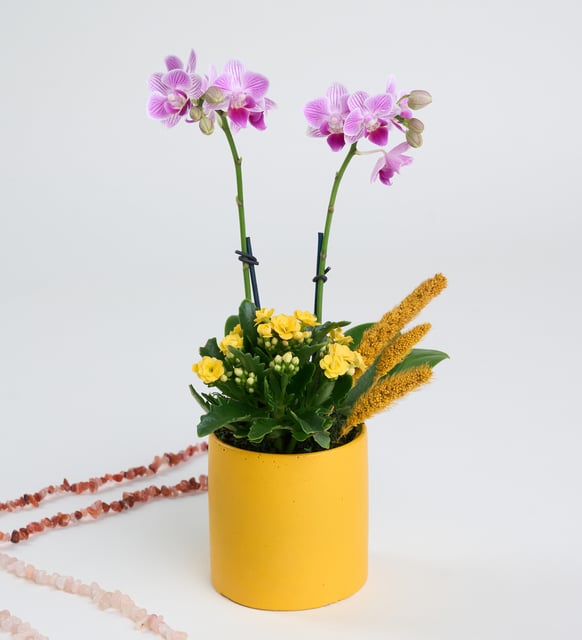 Sarı Saksıda Mini Mor Orkide ve Sarı Kalanchoe