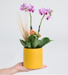 Sarı Saksıda Mini Mor Orkide ve Turuncu Kalanchoe