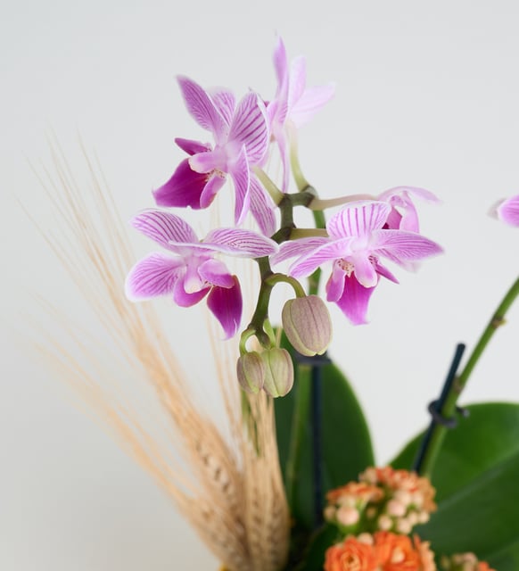 Sarı Saksıda Mini Mor Orkide ve Turuncu Kalanchoe