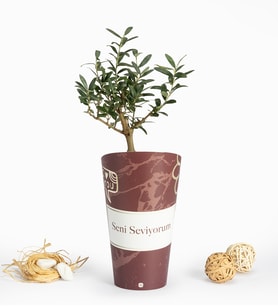Seni Seviyorum Karton Saksıda Zeytin Ağacı Bonsai