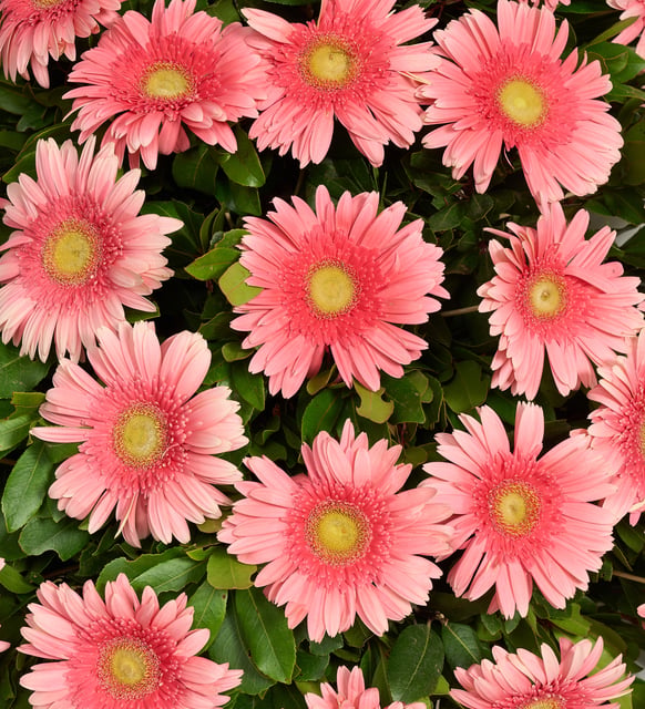 Tek Katlı Büyük Pembe Gerbera Çiçekli Çelenk