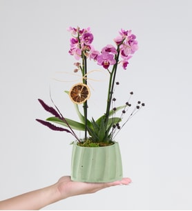 Turkuaz Saksıda Mini Mor Orkide ve Haworthia