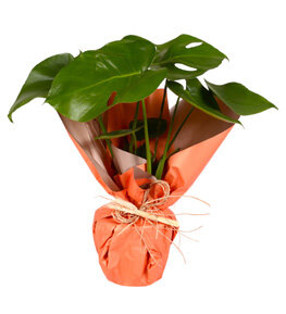 Turuncu Kağıtlı Saksıda Deve Tabanı Monstera Çiçeği