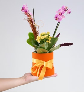 Turuncu Kutuda Mini Mor Orkide ve Sarı Kalanchoe
